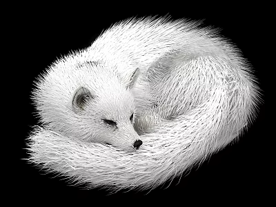 White Fox With Soft Fluffy Fur Curled Up Against Black Background 3d model