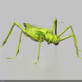 Green Flying Insect With Long Thin Limbs And Natural Camouflage Features