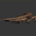Orange and brown reptile lizard with long slender tail on gray background