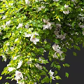 Lush Vine Adorned With White Flowers And Green Foliage