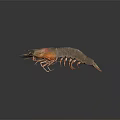 Fresh Raw Shrimp With Orange Red Shell And Long Antenna On Dark Background