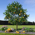 Citrus Tree With Yellow Fruits In Green Grass Field With Purple White Flowers And Basket