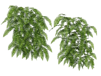 Lush Green Fern Plants With Hanging Vibrant Foliage And Dense Leaves 3d model