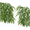 Lush Green Fern Plants With Hanging Vibrant Foliage And Dense Leaves
