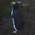 Beautiful Penguin With Yellow Crest And Black White Plumage Standing In Natural Habitat