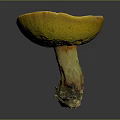 Natural Fresh Edible Mushroom With Yellow Cap Light Inner Surface And Mossy Root