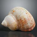 Natural Textured Brown Beige Shell Decorative Ornament Set For Home Decor