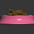 Cat Resting In Pink Bowl With Pinku Text On Reflective Surface