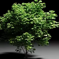 Lush Green Shrub With Dense Foliage On Black Background And Gray Ground