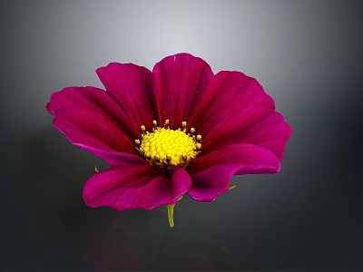 Vibrant Magenta Flower with Bright Yellow Center and Soft Petals on Dark Background 3d model