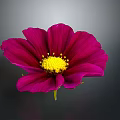 Vibrant Magenta Flower with Bright Yellow Center and Soft Petals on Dark Background