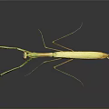 Light Green Mantis with Raptorial Forelegs in Alert Posture against Dark Background with Reflection