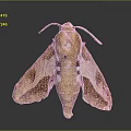 Close Up View Of Brown Moth With Unique Wing Patterns And Antennae