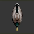 Realistic Duck With Green Head Yellow Beak Brown Body And Orange Feet On Dark Background