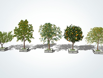 Modern Fruit Trees 3d model