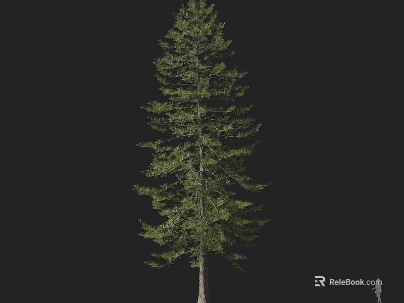 Tall Evergreen Arbor Tree With Lush Green Foliage And Straight Trunk 3d model 