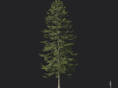 Tall Evergreen Arbor Tree With Lush Green Foliage And Straight Trunk 3d model
