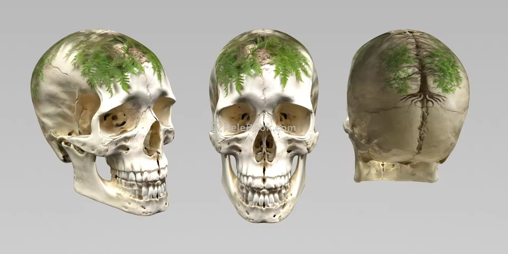 Skull Skeleton Human Skeleton Male Skeleton Female Skeleton Three View Skeleton Medical Equipment Facilities Tianling Cover 3d model