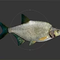 Silver Fish with Shiny Scales Green Fins on Dark Reflective Background