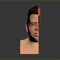 Realistic Human Head Anatomy Model Displaying Internal Organs Such As Brain And Throat