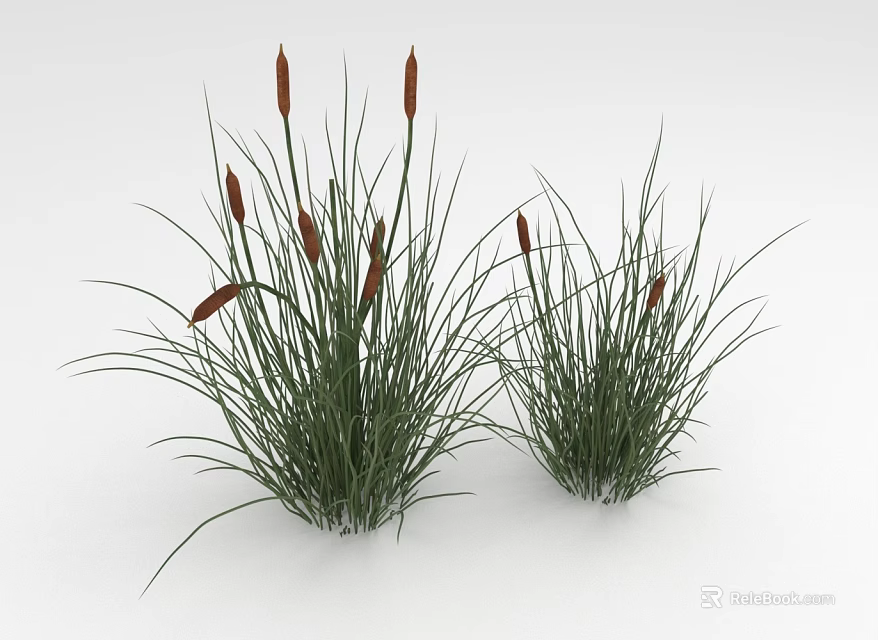 Green Grass with Red Flowering Spikes and Tall Slender Leaves in Two Clumps 3d model 