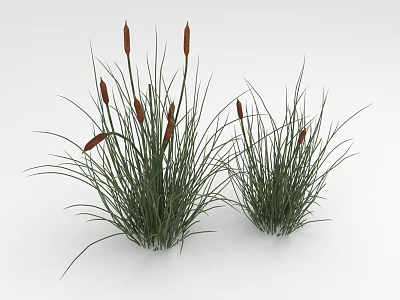 Green Grass with Red Flowering Spikes and Tall Slender Leaves in Two Clumps 3d model