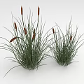 Green Grass with Red Flowering Spikes and Tall Slender Leaves in Two Clumps