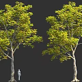 Two Green Leafy Trees With Human Figure For Size Comparison In Natural Scene