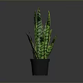 Sansevieria Plant with Green and Yellow Striped Leaves in Black Pot against Gray Background