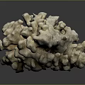 Natural Marine Coral Structure With Intricate Branches And Textured Surface