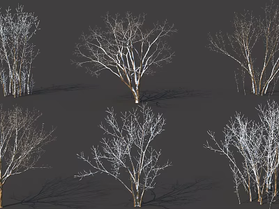Various Bare Arbor Trees With Diverse Branch Structures And Shadows On Dark Background 3d model