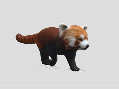 Red Panda With Reddish Brown Fur Fluffy Tail White Ears And Standing Posture 3d model