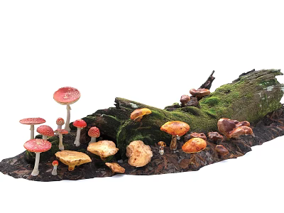 Diverse Colorful Mushrooms Growing On Mossy Tree Stump In Natural Forest 3d model