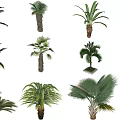 Various Decorative Tropical Palm Plants With Different Trunk And Leaf Shapes