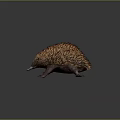 Echidna With Spiky Brown And Yellow Coat And Long Snout On Dark Background