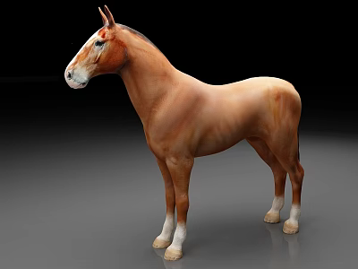 Graceful Brown Horse Standing With White Facial Markings And White Legs In Full Body View 3d model