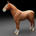 Graceful Brown Horse Standing With White Facial Markings And White Legs In Full Body View