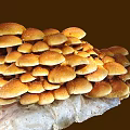 Fresh Brown Cap Mushrooms with White Stems Growing Clustered on Organic Substrate