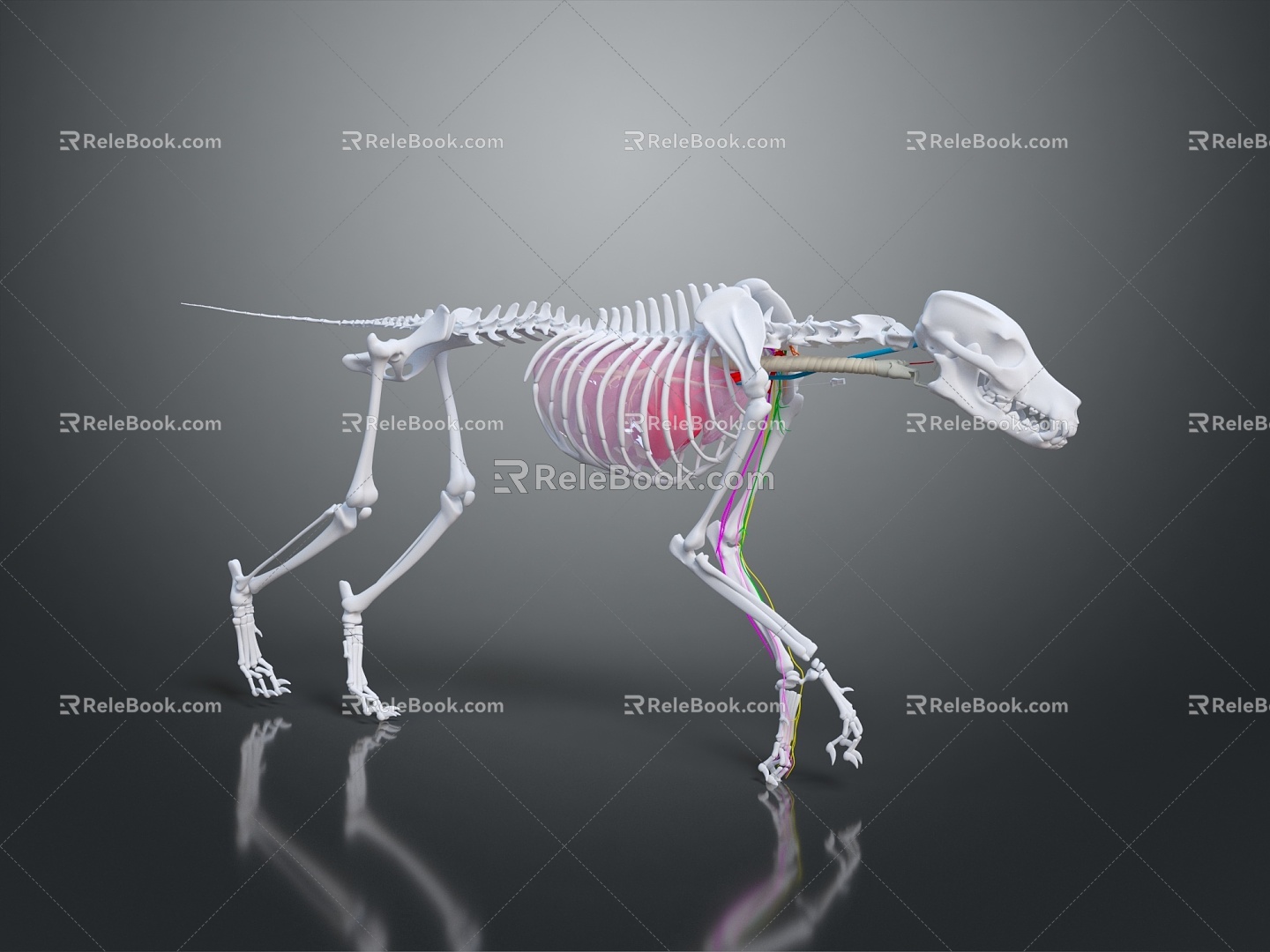 Modern Skeleton Animal Skeleton Dog Skeleton Skeleton 3d model