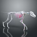 Veterinary Medical Skeleton Model 3D Rendered with Highlighted Thoracic Cavity and Colored Labels 3d model