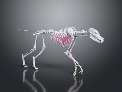 Veterinary Medical Skeleton Model 3D Rendered with Highlighted Thoracic Cavity and Colored Labels 3d model