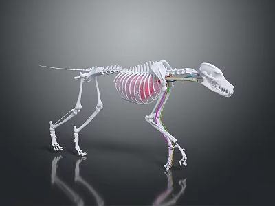 Modern Skeleton Animal Skeleton Dog Skeleton 3d model