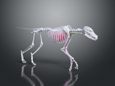 Modern Skeleton Animal Skeleton Dog Skeleton 3d model