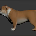 Adorable Brown and White English Bulldog Standing with Stocky Body and Wrinkled Face