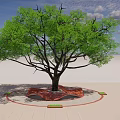 Tree Pit Landscape With Large Tree People Sitting And Flower Beds In Park Area