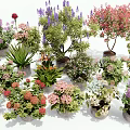 Colorful Potted Flowers and Plants with Various Blooms and Green Foliage