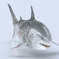 Realistic 3D Aquatic Animal Shark With Silver Gray Skin Texture And Sharp Teeth