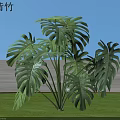 Lush Monstera Deliciosa Bamboo Plant With Large Perforated Leaves Growing In Open Green Field