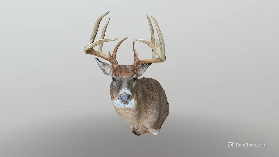 Realistic Deer Head Mount With Large Antlers On Gray Background 3d model 