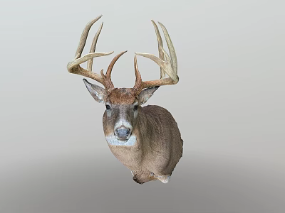 Realistic Deer Head Mount With Large Antlers On Gray Background 3d model